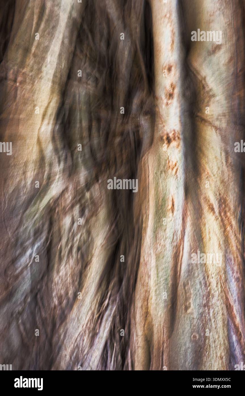 Abstraktes Foto eines Baumstamms. Für Hintergrundbild für Mobiltelefone. Stockfoto