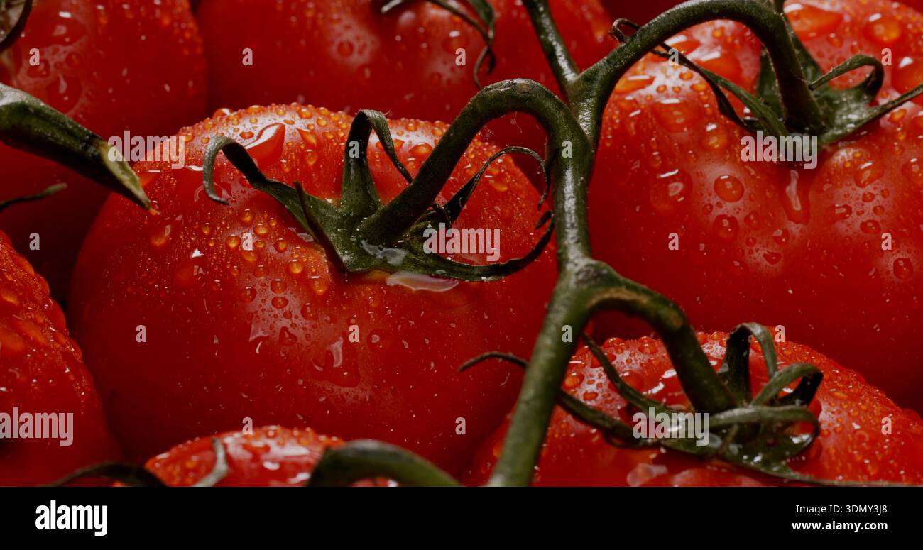 Frische rote Tomaten mit Wassertröpfchen auf der Rebe, die bei Tageslicht auf einem Markt nahe beieinander angeordnet sind Stockfoto
