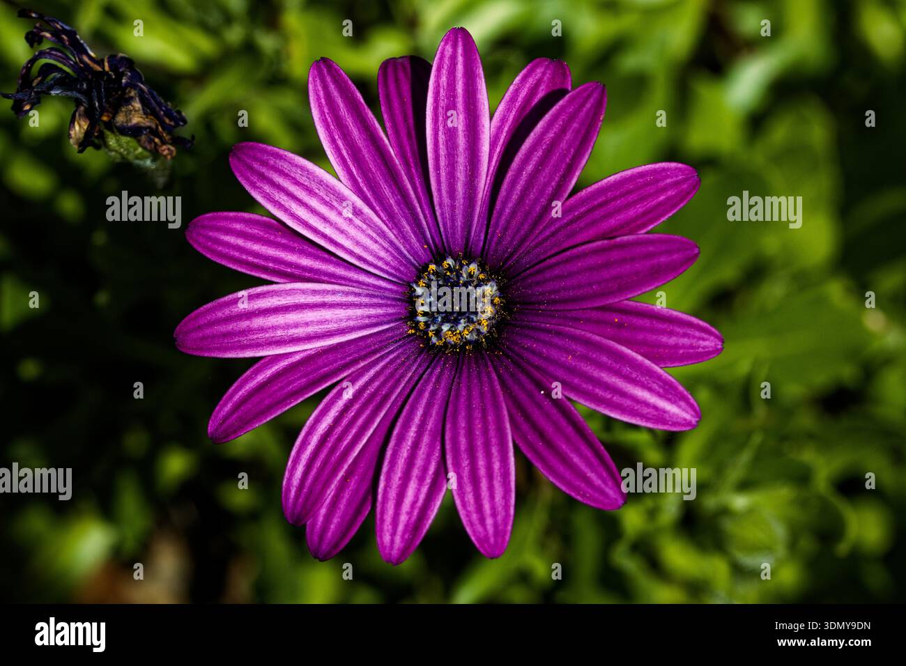 Dimorphotheca ecklonis, auch bekannt als Cape Marguerite, African Gänseblümchen, Van Staden's River Gänseblümchen, Sundays River Gänseblümchen und White Gänseblümchenbusch. Stockfoto