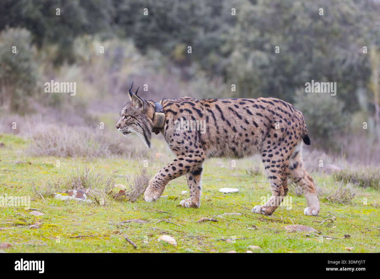 Iberischer Luchse Lynx pardinus, erwachsenes Weibchen mit Tracking-Kragen, die in Waldlichtung laufen, Toledo, Spanien, Januar Stockfoto
