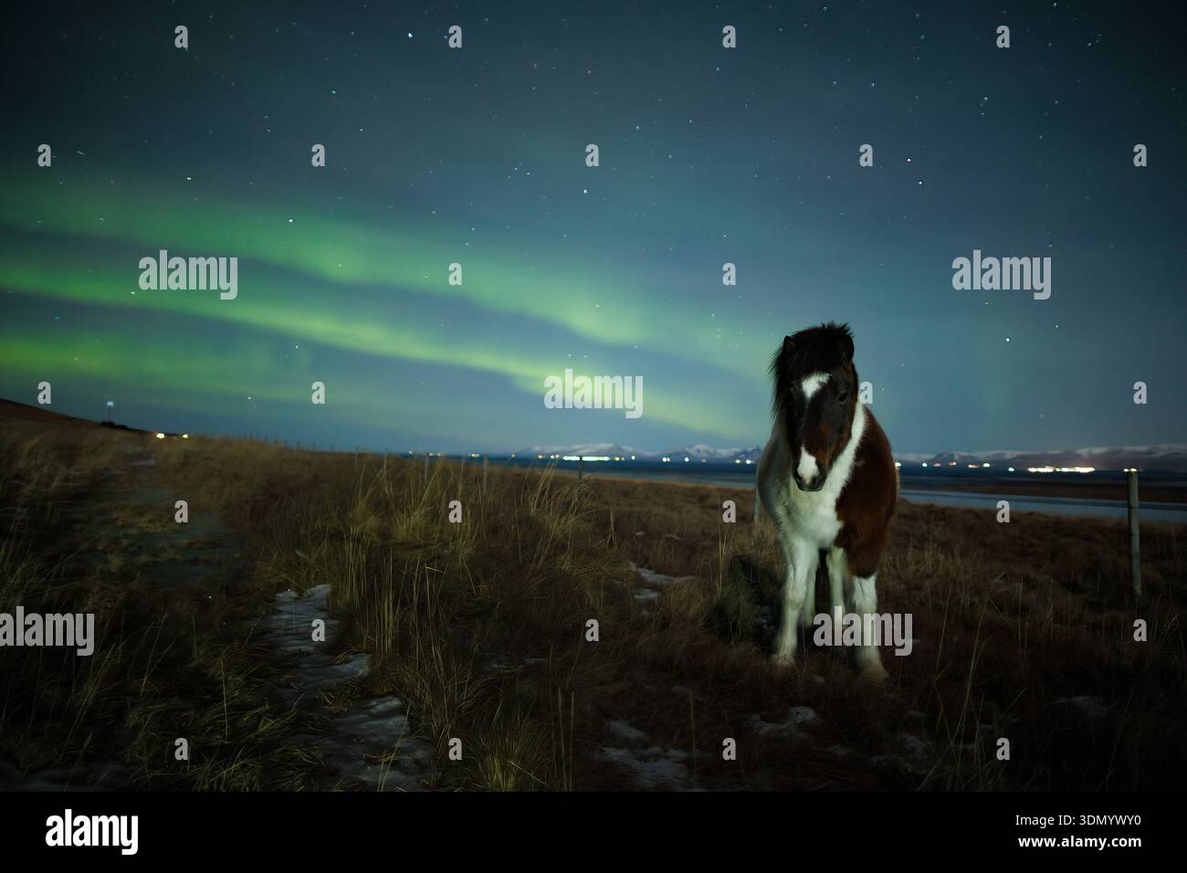 Islandpferd unter starker aurora Stockfoto
