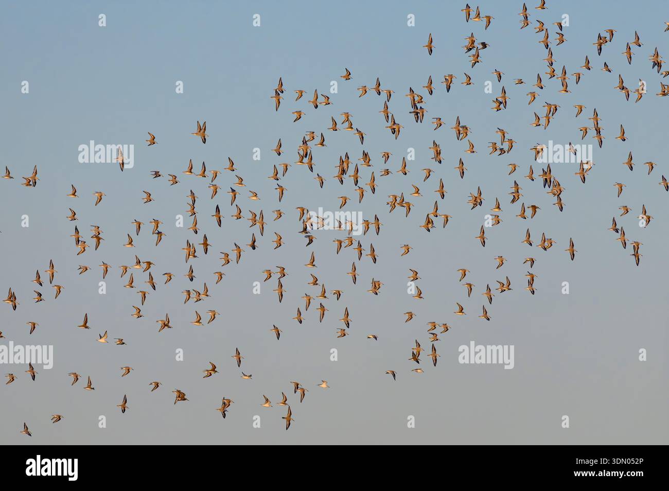 Eine große Schar von Sanderlingen (Calidris alba) und anderen Sandpipern, die am Abend während der Migration fliegen, Galveston, Texas, USA. Stockfoto