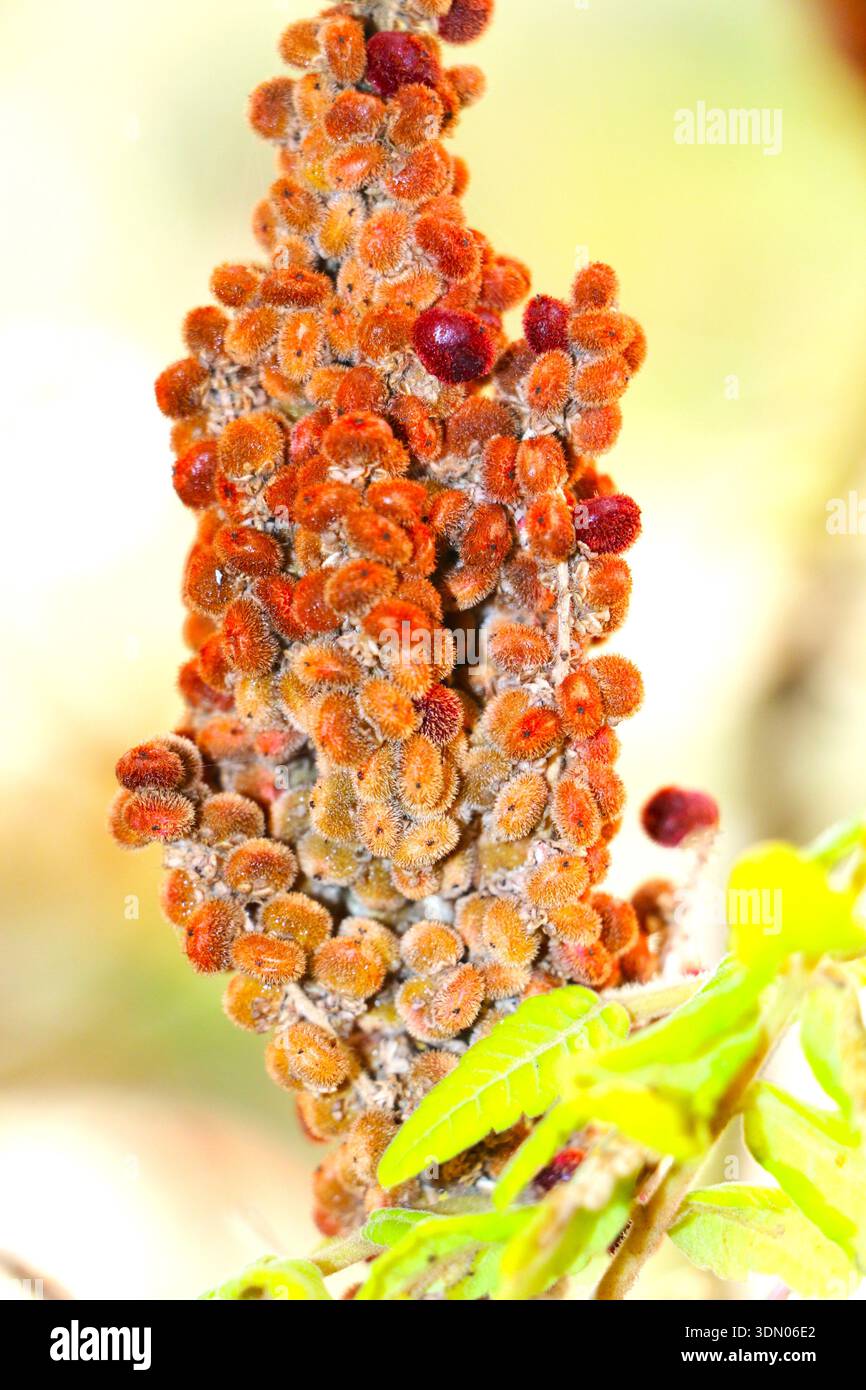Eine Gruppe von roten Staghorn Sumak (Rhus typhina) Beeren mit grünen Blättern, die in Nordamerika häufig für Gewürze und Tee verwendet werden Stockfoto