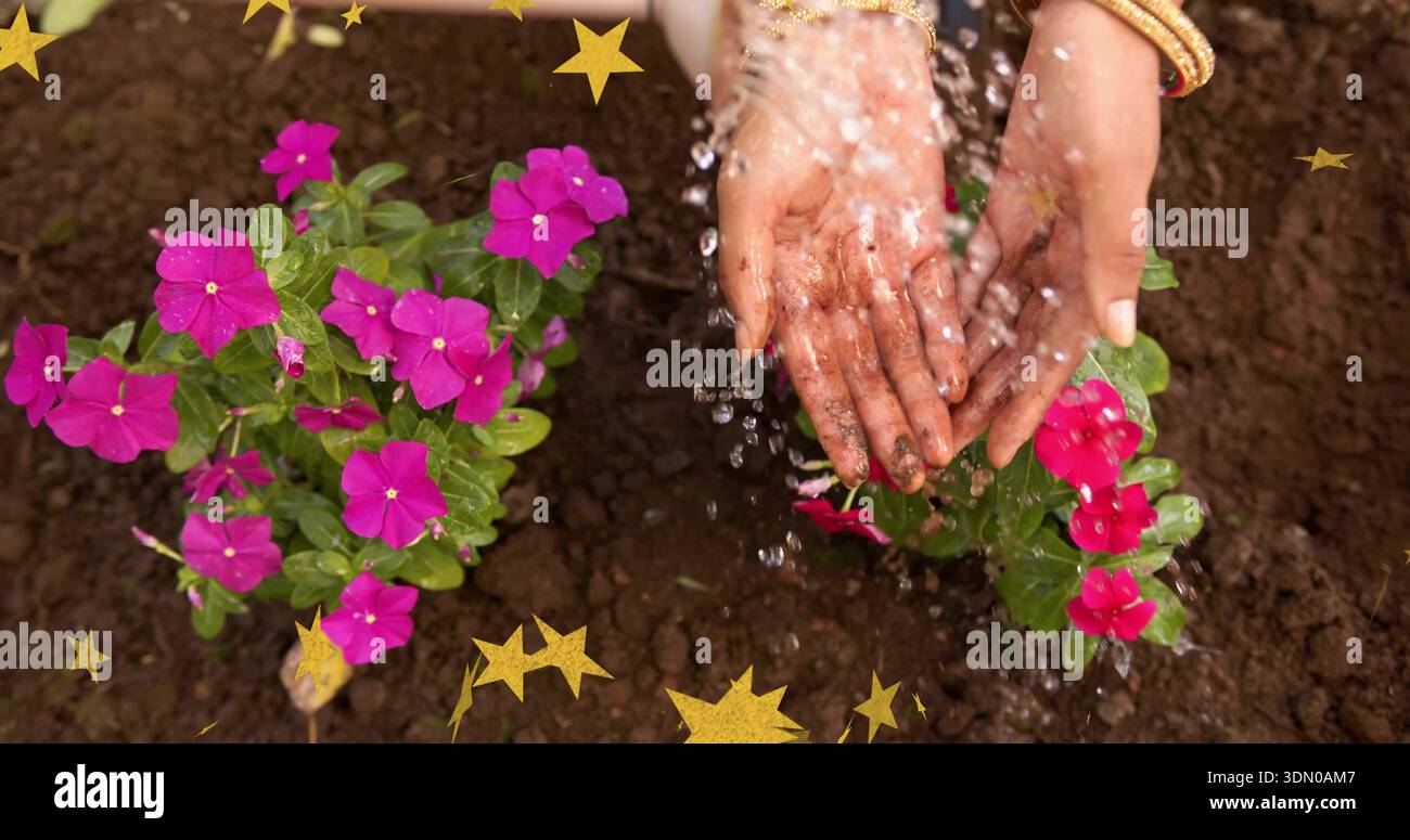 Hennaierte Hände gießen, kleine Magenta-Pflanzen im Gartenbeet, Wassertröpfchen, goldene Armreifen gießen Stockfoto