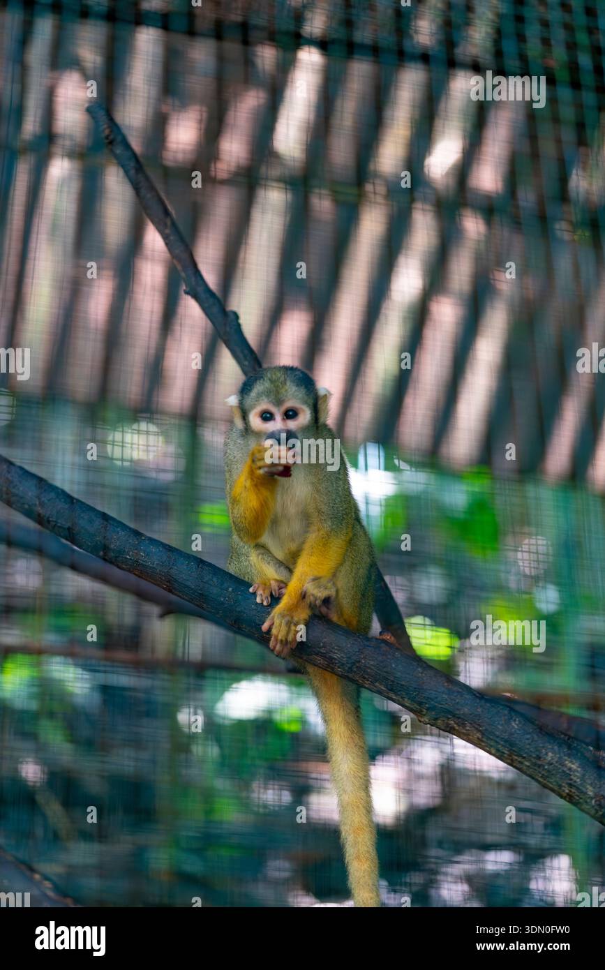Eichhörnchenaffe Saimiri sciureus sitzt auf einem Ast im tropischen Regenwald Dschungel und Naturschutzgebiet Stockfoto