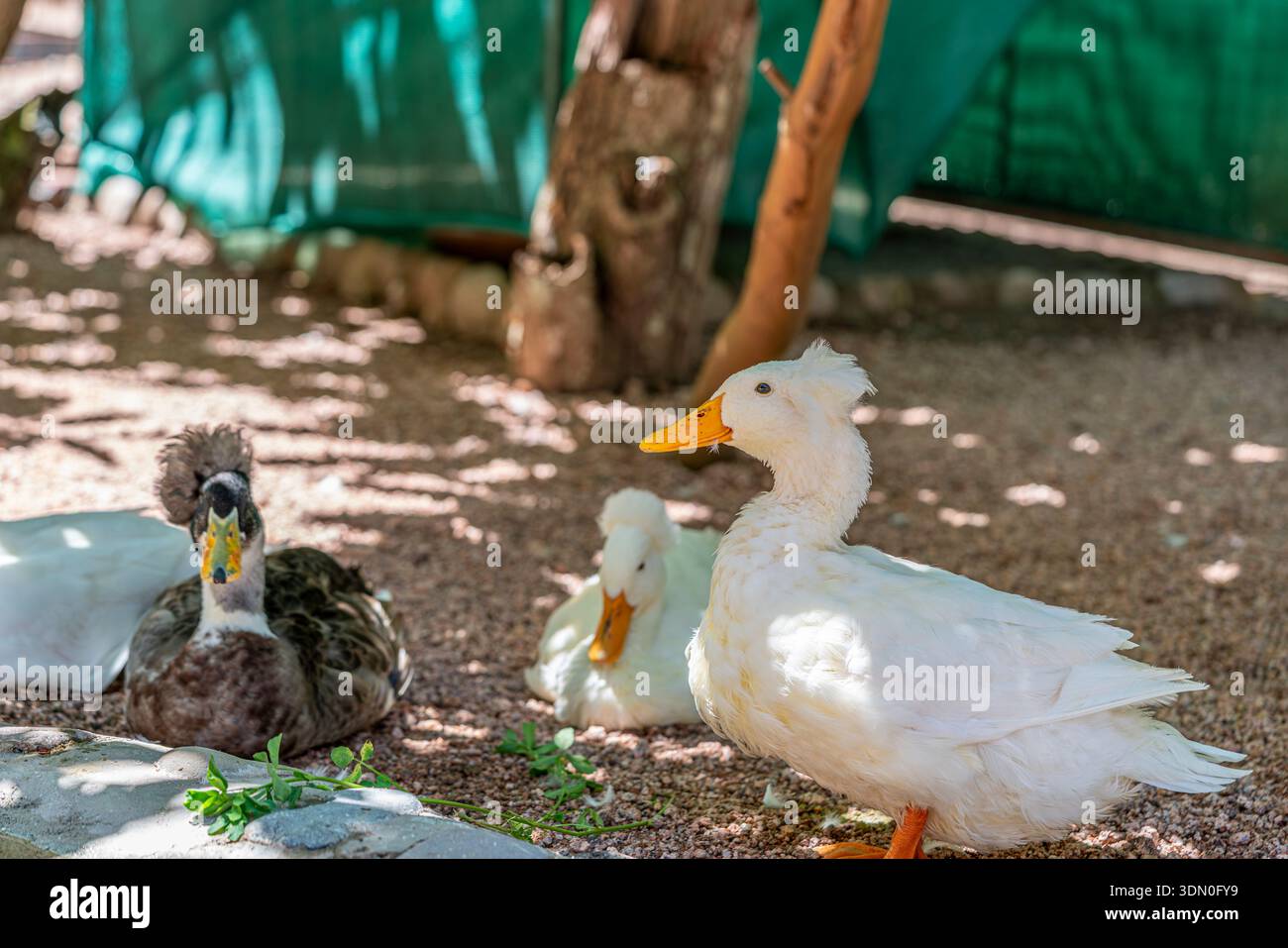 Hausenten Anas platyrhynchos, die in der Nähe des Teichs in der Gehege des Bauernhofes ruhen Viehhaltung Geflügel ländliche Landwirtschaft Lebensraum Stockfoto