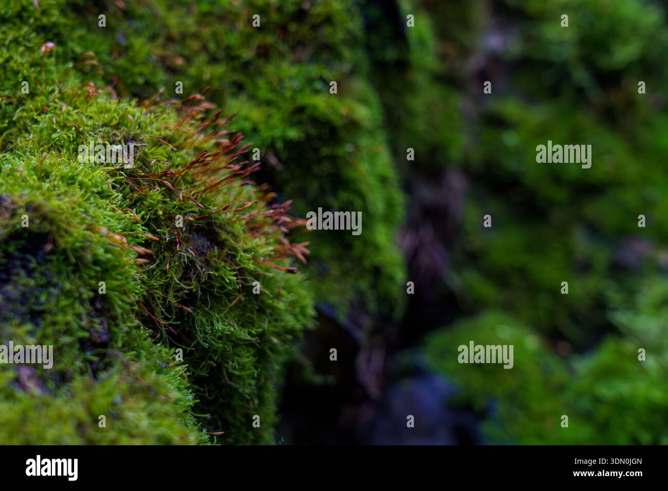 Moos bedeckt eine felsige Oberfläche in einem Wald. Das grüne Moos zeigt Details von winzigen Pflanzen, die im Sonnenlicht gedeihen. Stockfoto