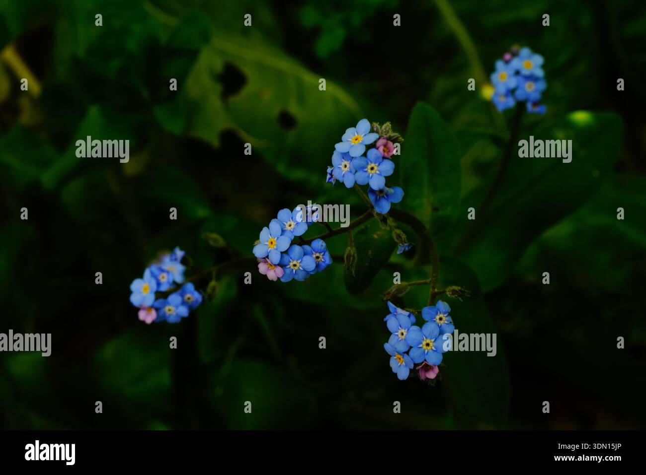 Flor de la planta nomeolvides (Myosotis sylvatica) en un Jardín. Stockfoto