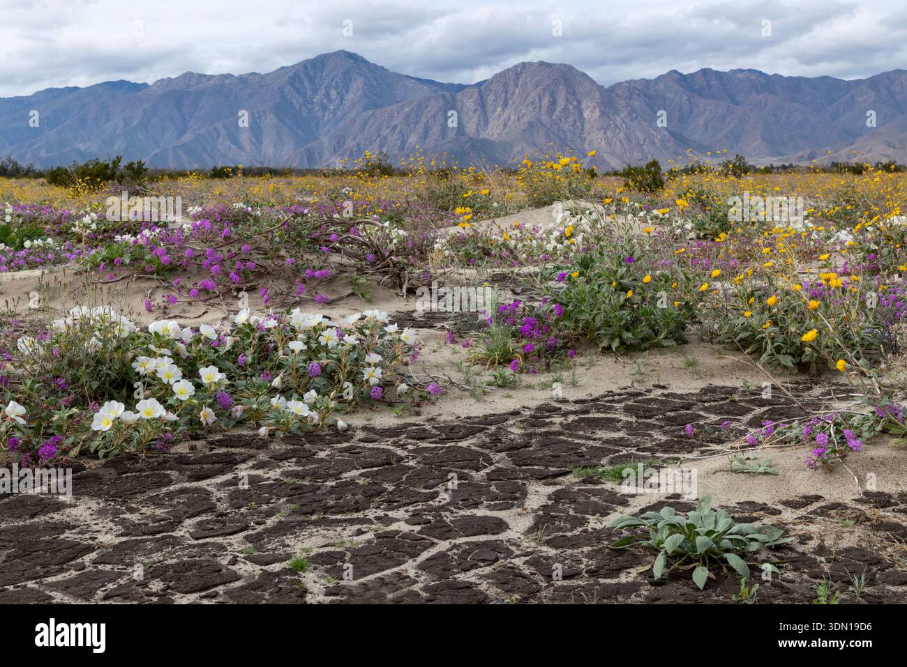 Wildblumen blühen im Anza Borrego Desert State Park, Kalifornien Stockfoto