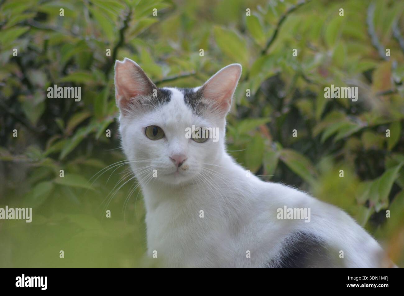 Süße Katze im Garten Stockfoto
