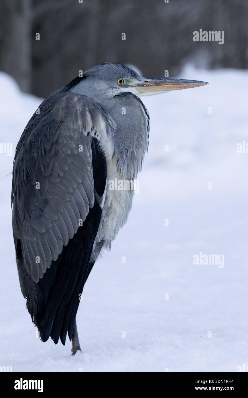 Porträt eines Graureihers (Ardea cinerea), der auf Schnee steht Stockfoto