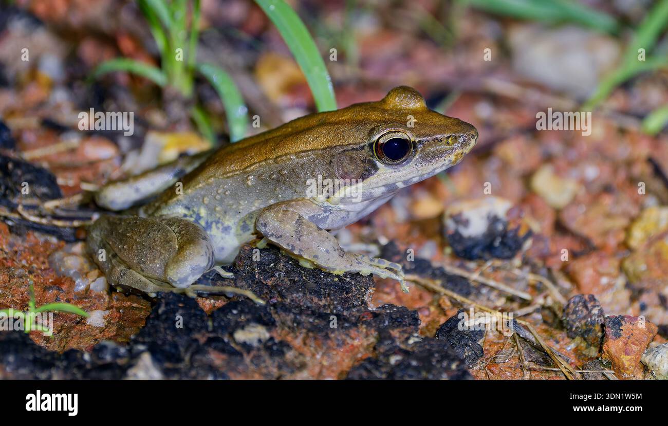 Ein brauner australischer Holzfrosch (Papurana daemeli) in der Nacht auf Schotter am Straßenrand, Cape York, Queensland, Australien Stockfoto