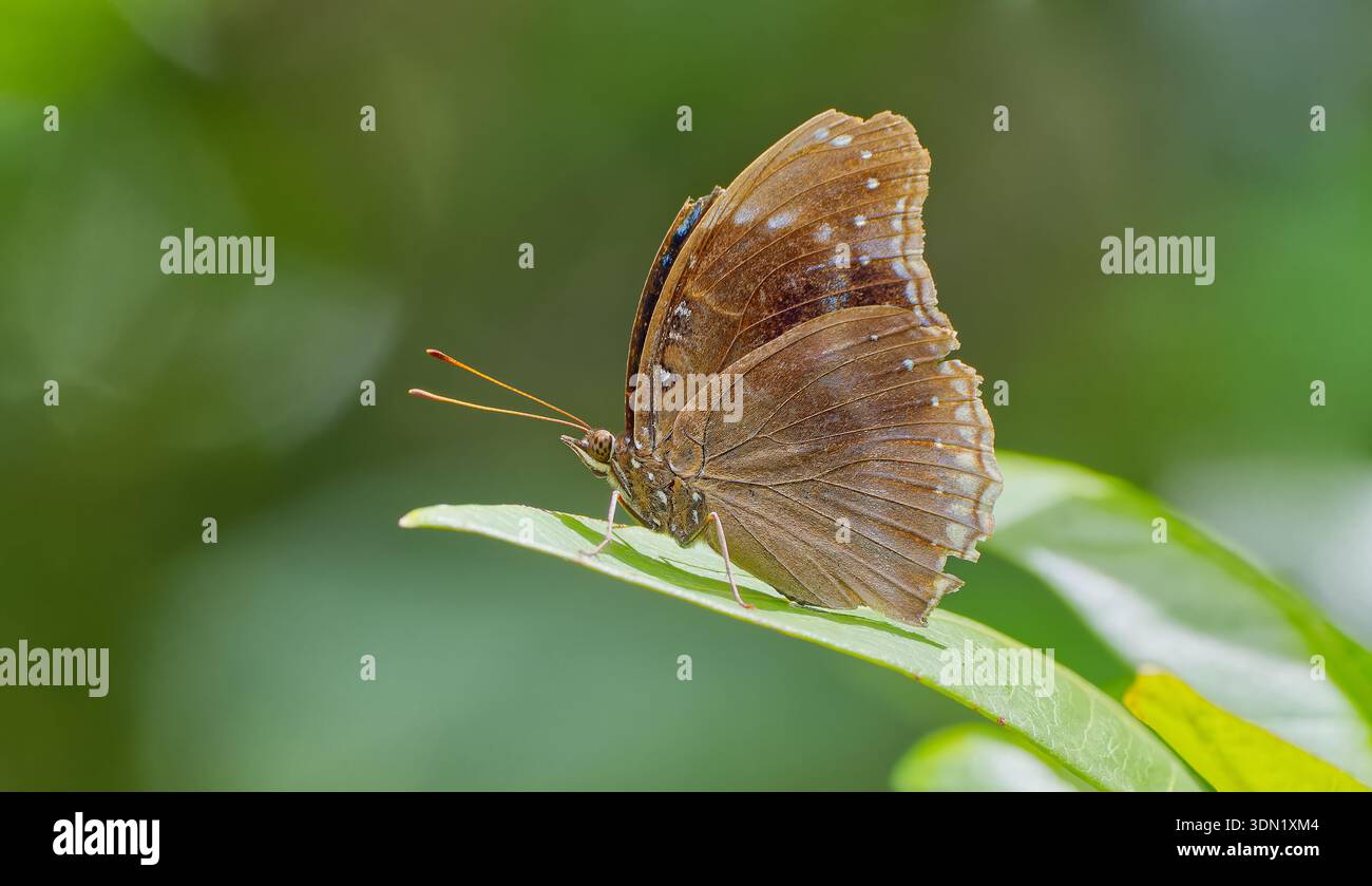 Ein blauer Eggfly (Hypolimnas alimena) Schmetterling mit in der Sonne geschlossenen Flügeln auf einem Blatt in Cape York, Queensland, Australien Stockfoto