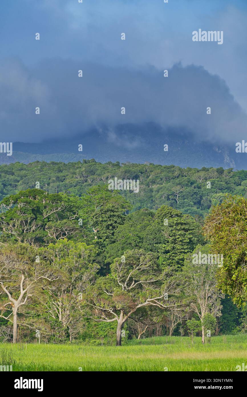 Sonnendurchfluteter Regenwald mit Nebel und Nebel, grauem Himmel und Bergkette in tropischer Regenzeit, Iron Range, Cape York, Queensland, Australien Stockfoto
