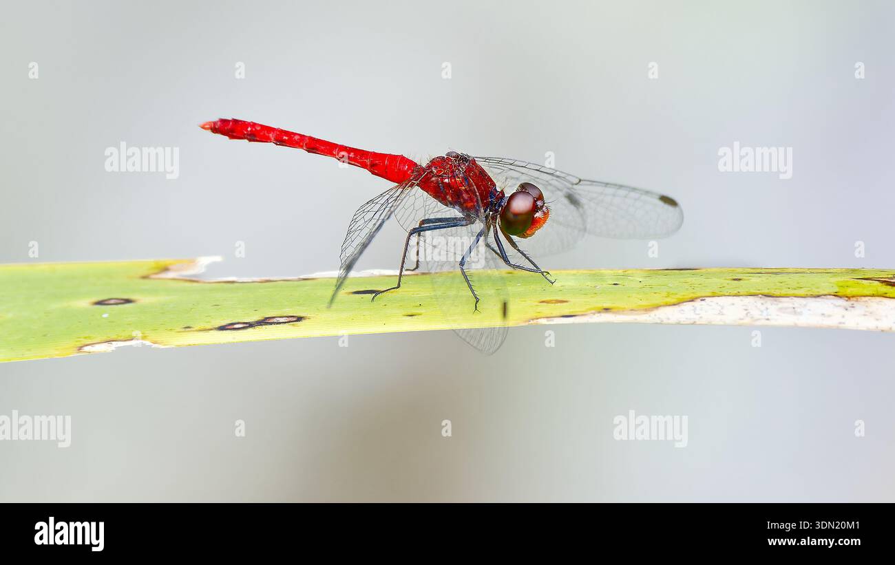 Eine rote Pygmy Percher (Nannodiplax rubra)-Libelle sitzt bei Tageslicht auf einem Blatt im Schlachthof Swamp, Julatten, Queensland, Australien Stockfoto