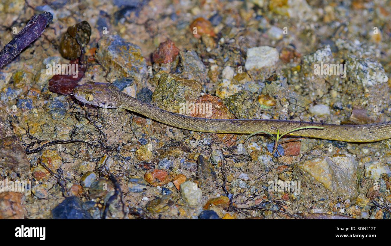 Eine kleine und dünne Braune Baumschlange (Boiga irregularis) von oben, die nachts eine Schotterstraße überquert und im Scheinwerferlicht in der Iron Range, Cape York, Queensland, steht Stockfoto