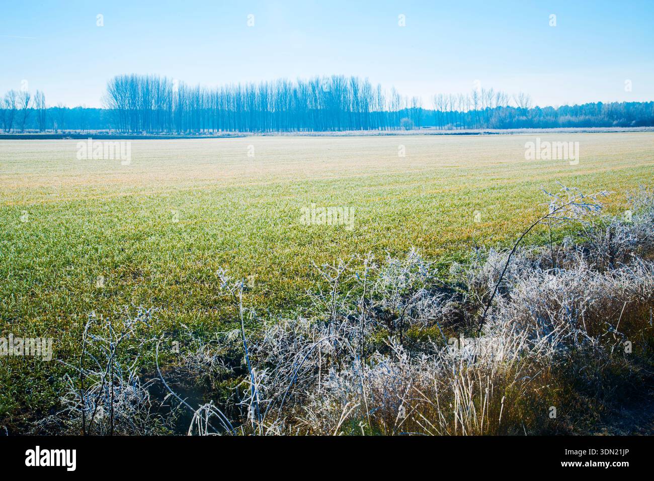 Frosty Landschaft. Cuellar, Segovia Provinz Castilla Leon, Spanien. Stockfoto