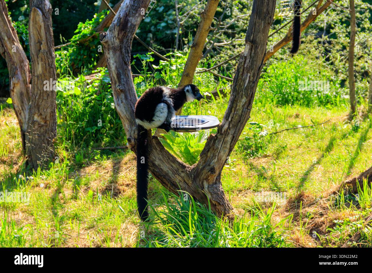 Schwarz und weiß Ruffed Lemur (Varecia Variegata) Stockfoto