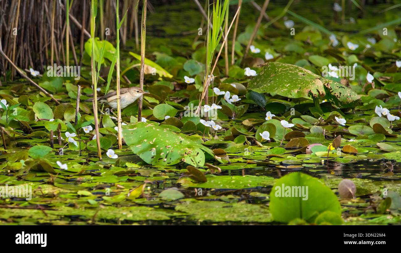 Ein Sumpf-Grasfänger (Acrocephalus palustris), der in Schilf an einem See thront, waagerecht Stockfoto
