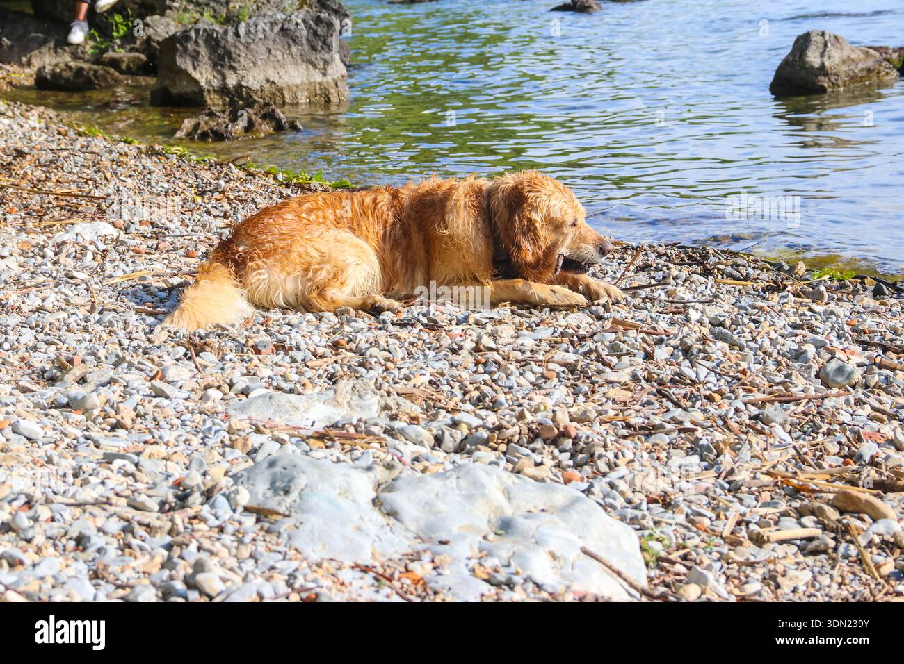 Golden Retriever Hund liegt am Seeufer Stockfoto