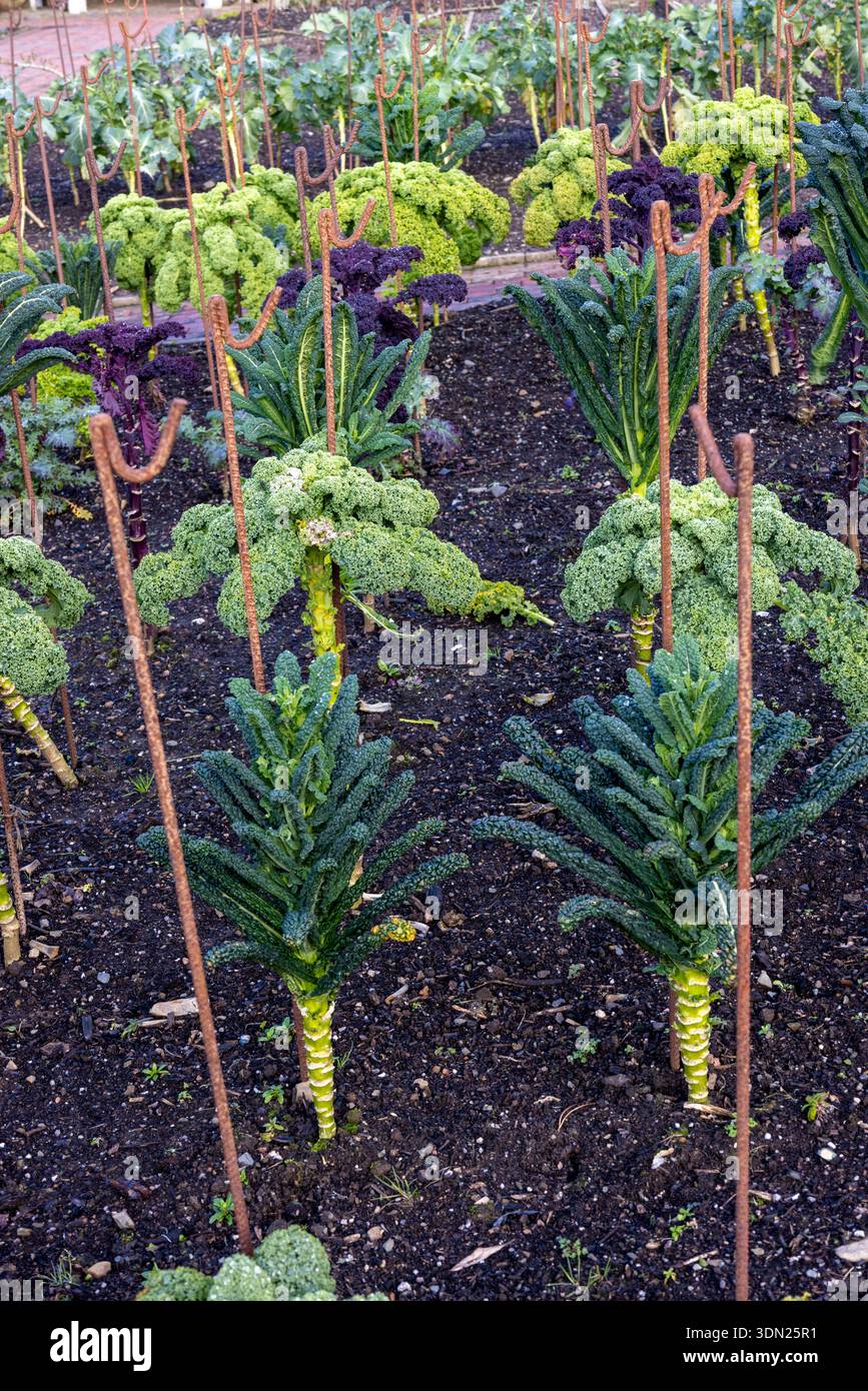 Winter-Gemüsegarten mit Brassicas einschließlich Curly Kale und Cavolo Nero Stockfoto