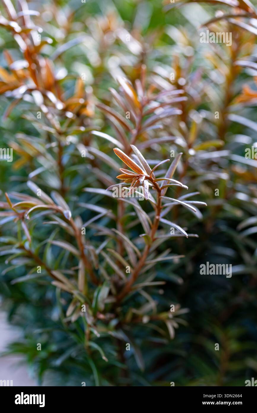 Taxus Baccata, Eibe Stockfoto