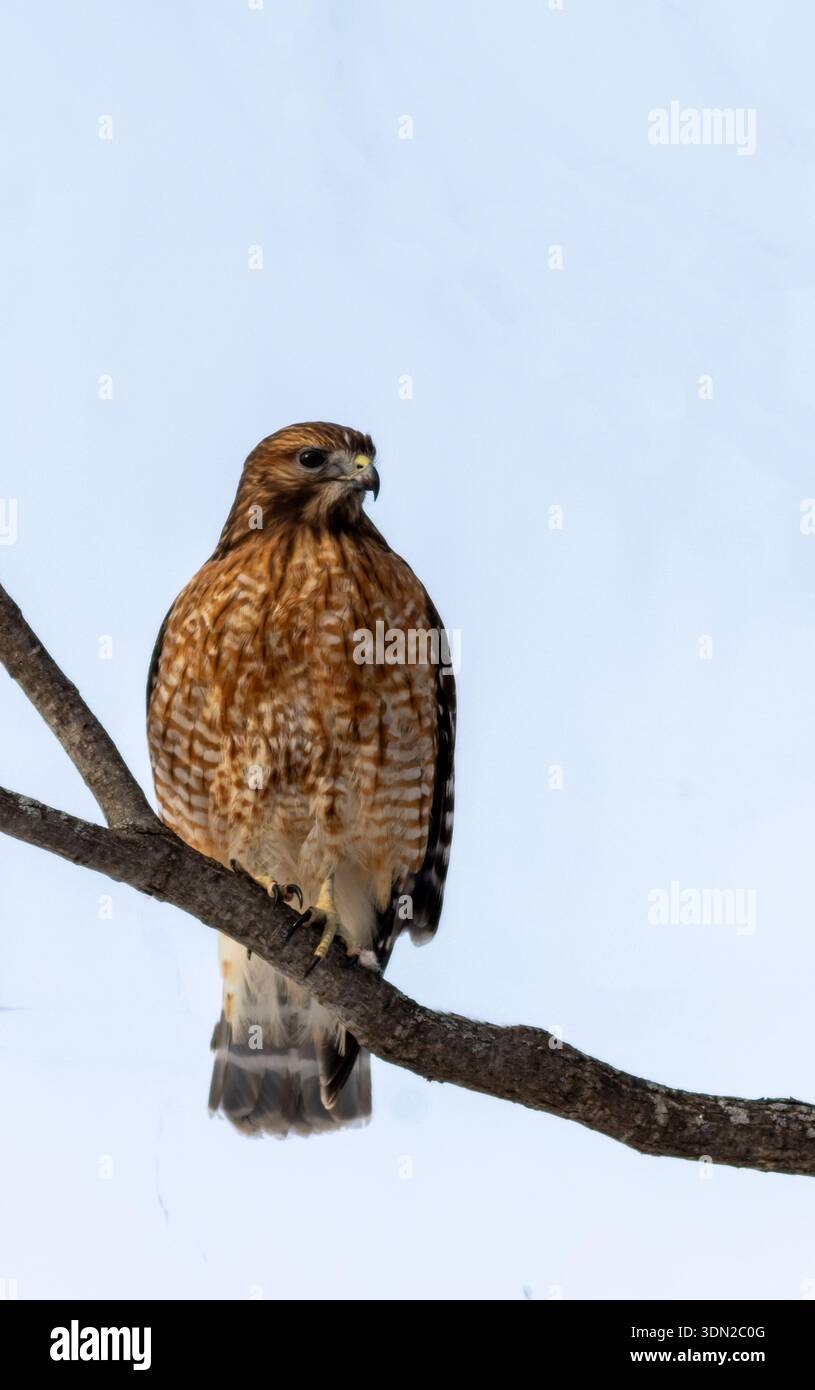 Rotschwanzfalke, Buteo jamaicensis, sitzt auf einem Zweig und sucht im Winter Beute Stockfoto