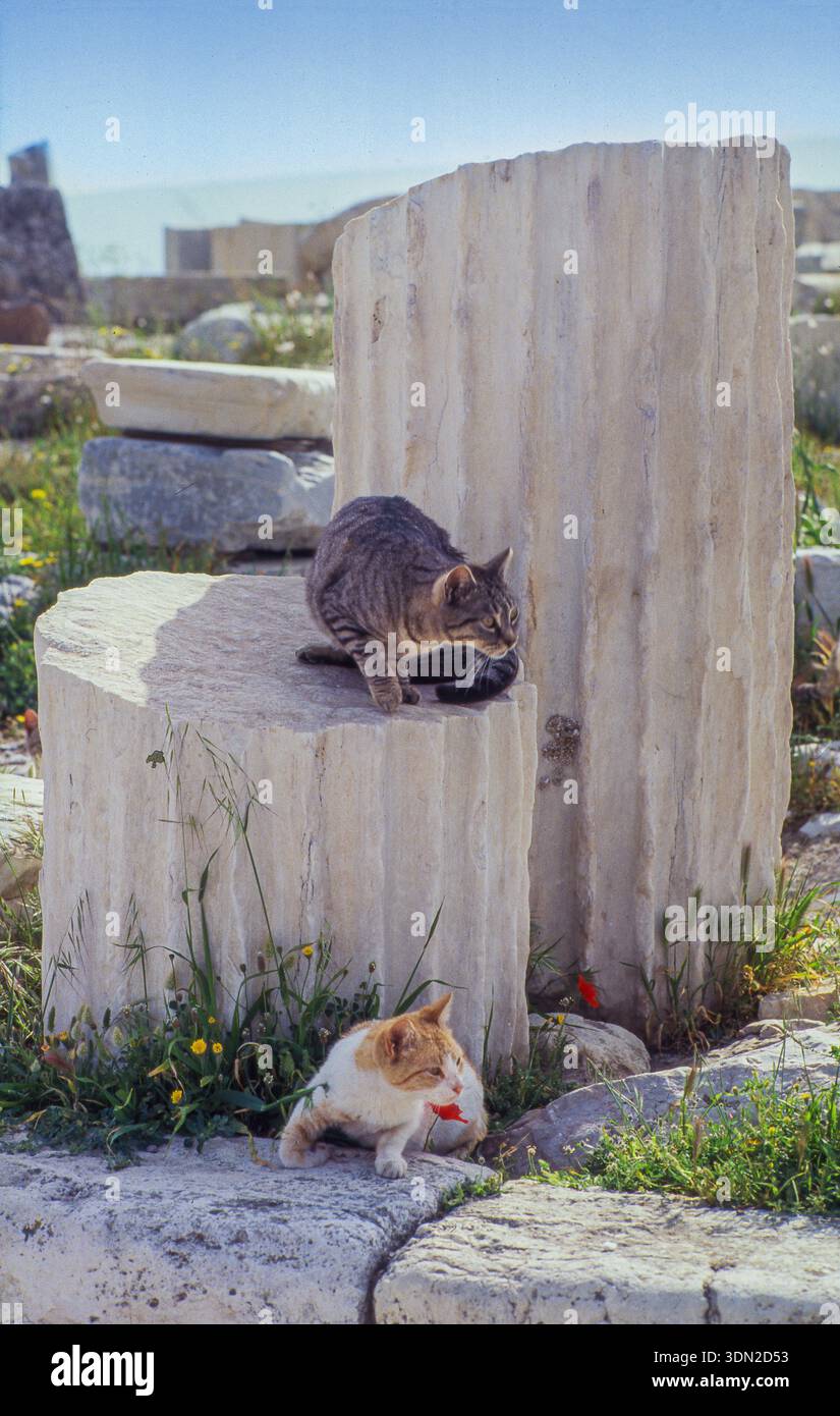 Griechenland, Athen, zwei Katzen döschen auf den Säulen der Akropolis Stockfoto