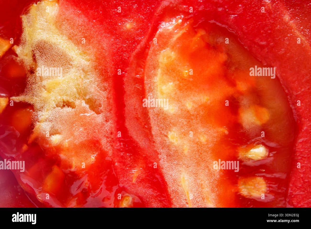 Hellrote Tomatenscheiben zeigen Samen und weiches Fleisch im Garten. Sonnenlicht verstärkt die Details im Obst-Innenraum Stockfoto