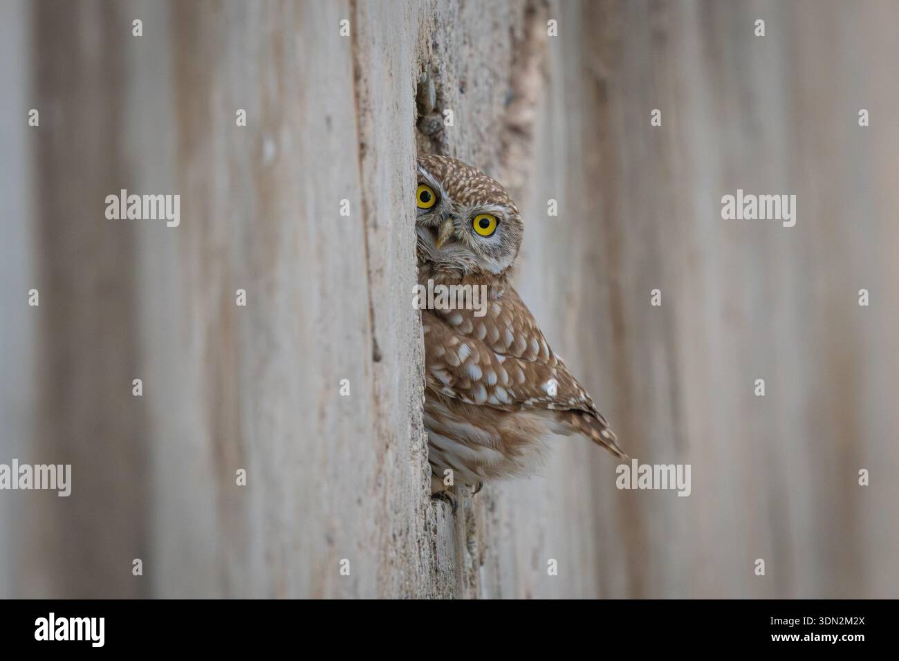 Batman, Batman, Türkei. Februar 2026. Eine kleine Eule (Athene noctua) versteckt sich in ihrem Nest in einer Wandhöhle in Batman, Türkei (Credit Image: © Dogan Evsan/ZUMA Press Wire) NUR REDAKTIONELLE VERWENDUNG! Nicht für kommerzielle ZWECKE! Stockfoto