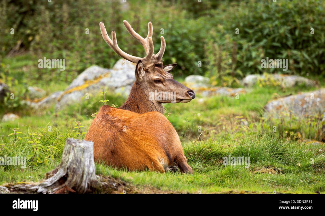 Majestätischer Rothirsch mit großen Geweihen sitzt entspannt auf üppigem grünem Gras inmitten von Felsen und Waldvegetation in natürlichem Lebensraum. Stockfoto