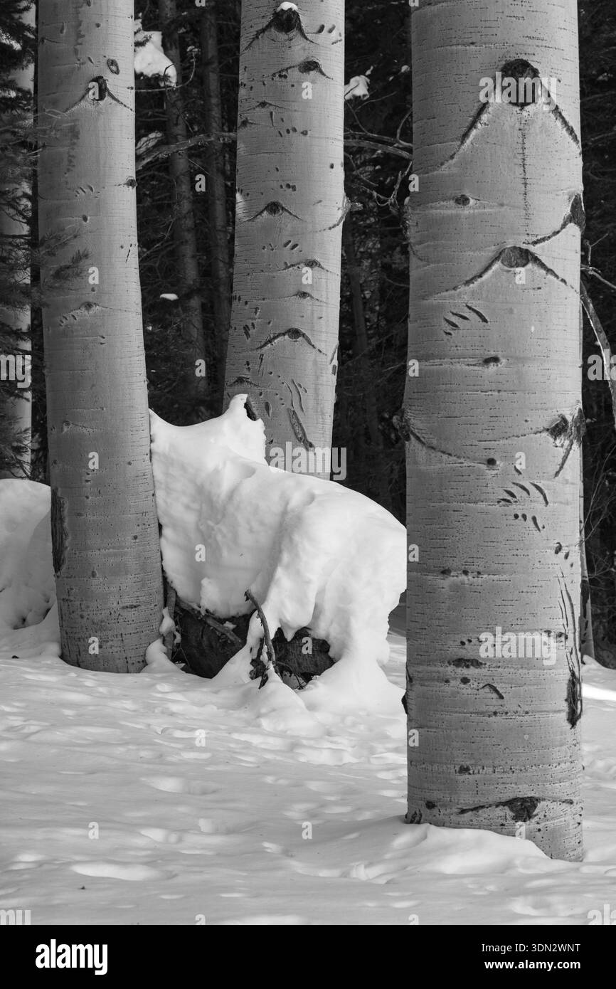 Ein vertikal ausgerichtetes Schwarzweißfoto von Espenbäumen mit Bärenklauenspuren, aufgenommen im tiefen Schnee. Stockfoto