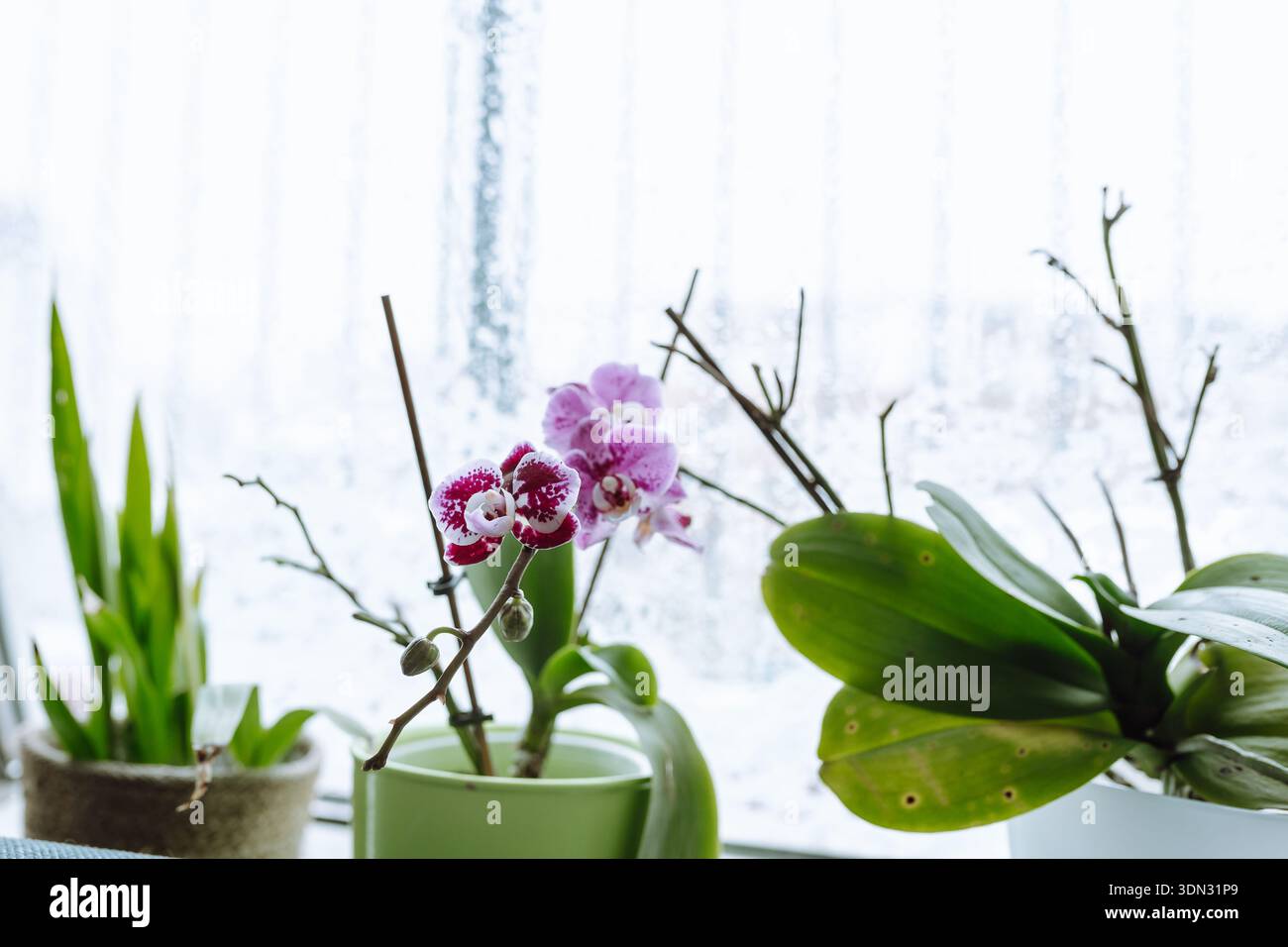 Bauen Sie Orchideen zu Hause an Stockfoto