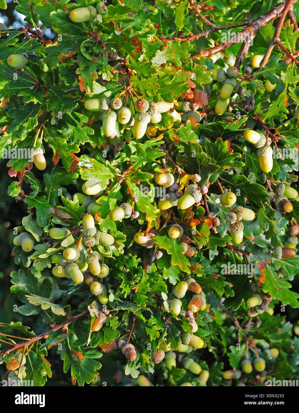 Eine schwere Eichelernte auf einer Eiche. Quercus robur. Stockfoto