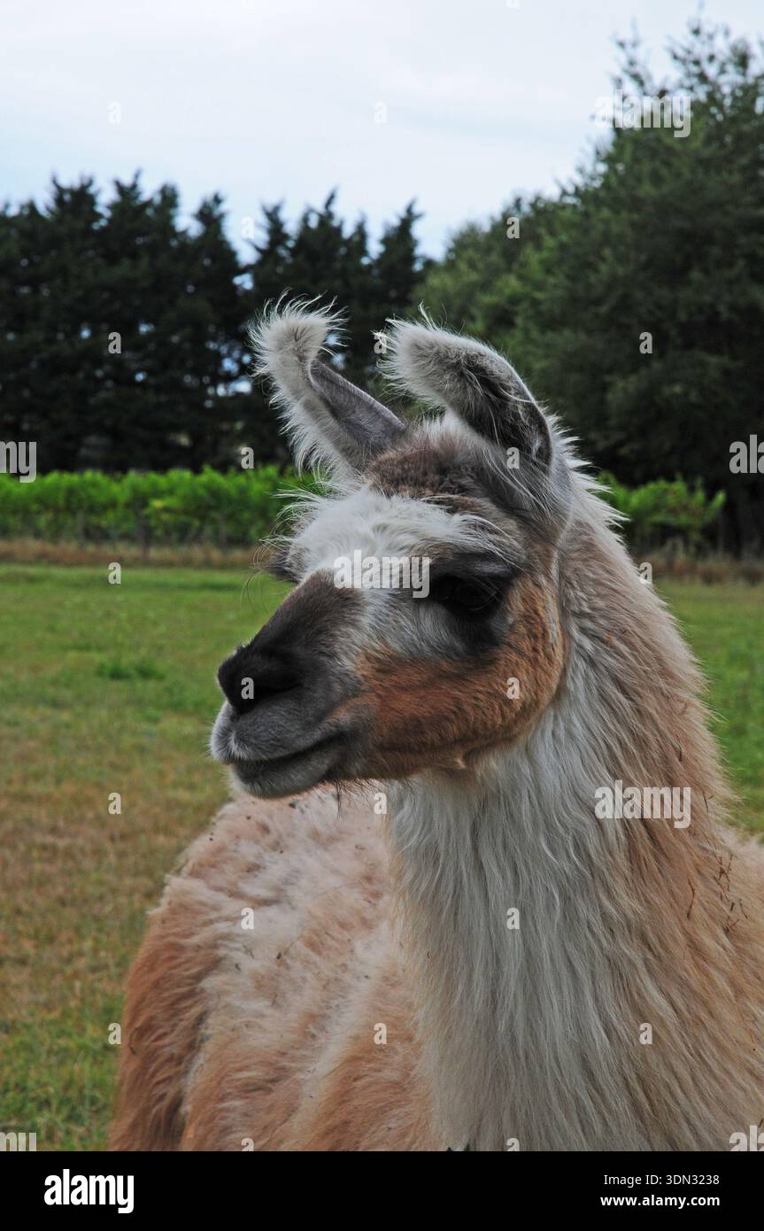 Lama im Glyndwr Vineyard. Stockfoto