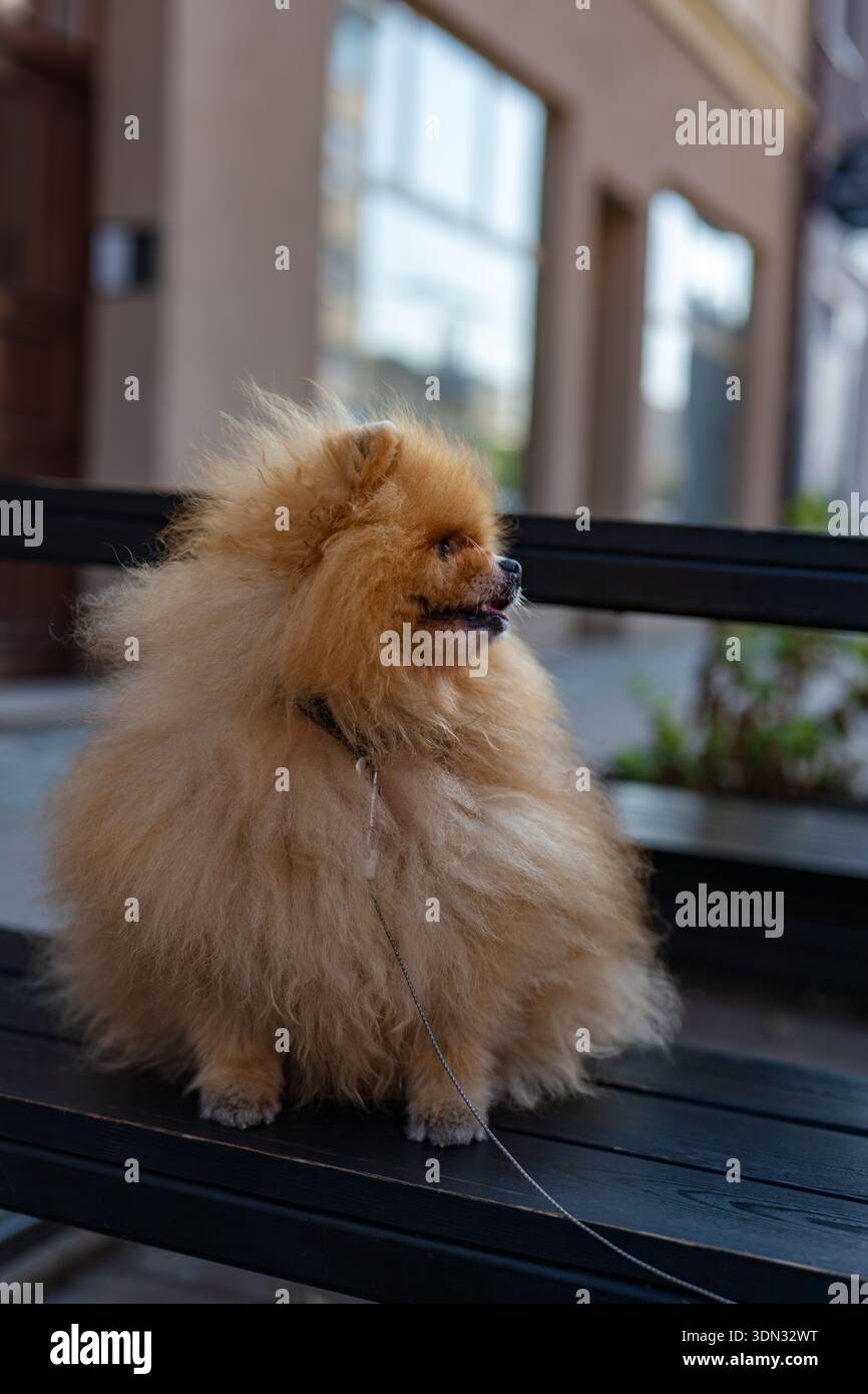 Ein goldener Pommern sitzt auf einer dunklen Holzbank, mit ausgezogener Zunge, dünner Leine am Kragen, mit verschwommenen Fassaden und großen reflektierenden Fenstern am weichen Nachmittag Stockfoto