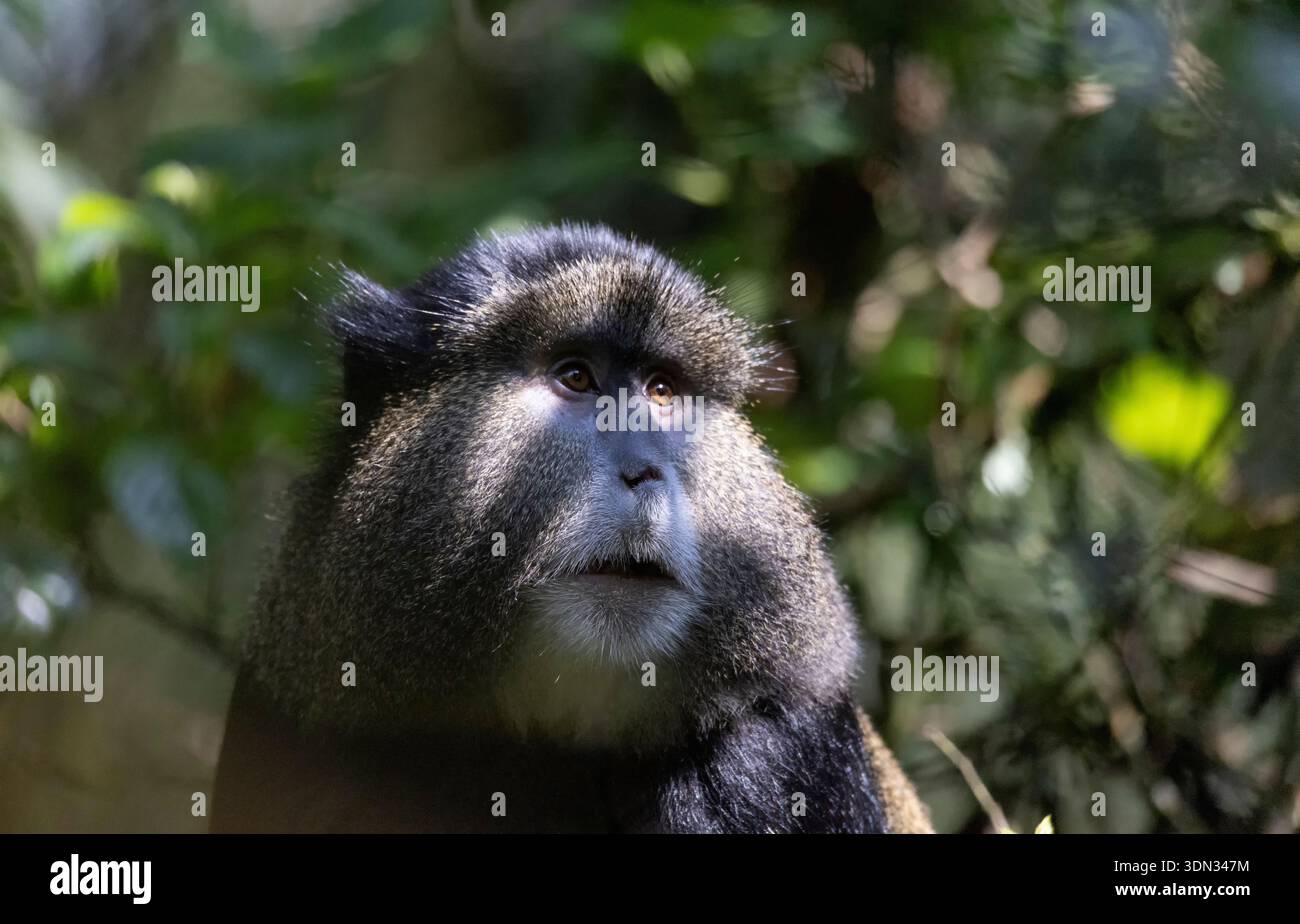Golden Monkey - Cercopithecus kandti, wunderschön gefärbter seltener Affe aus afrikanischen Wäldern, Mgahinga Gorilla National Park, Uganda. Stockfoto