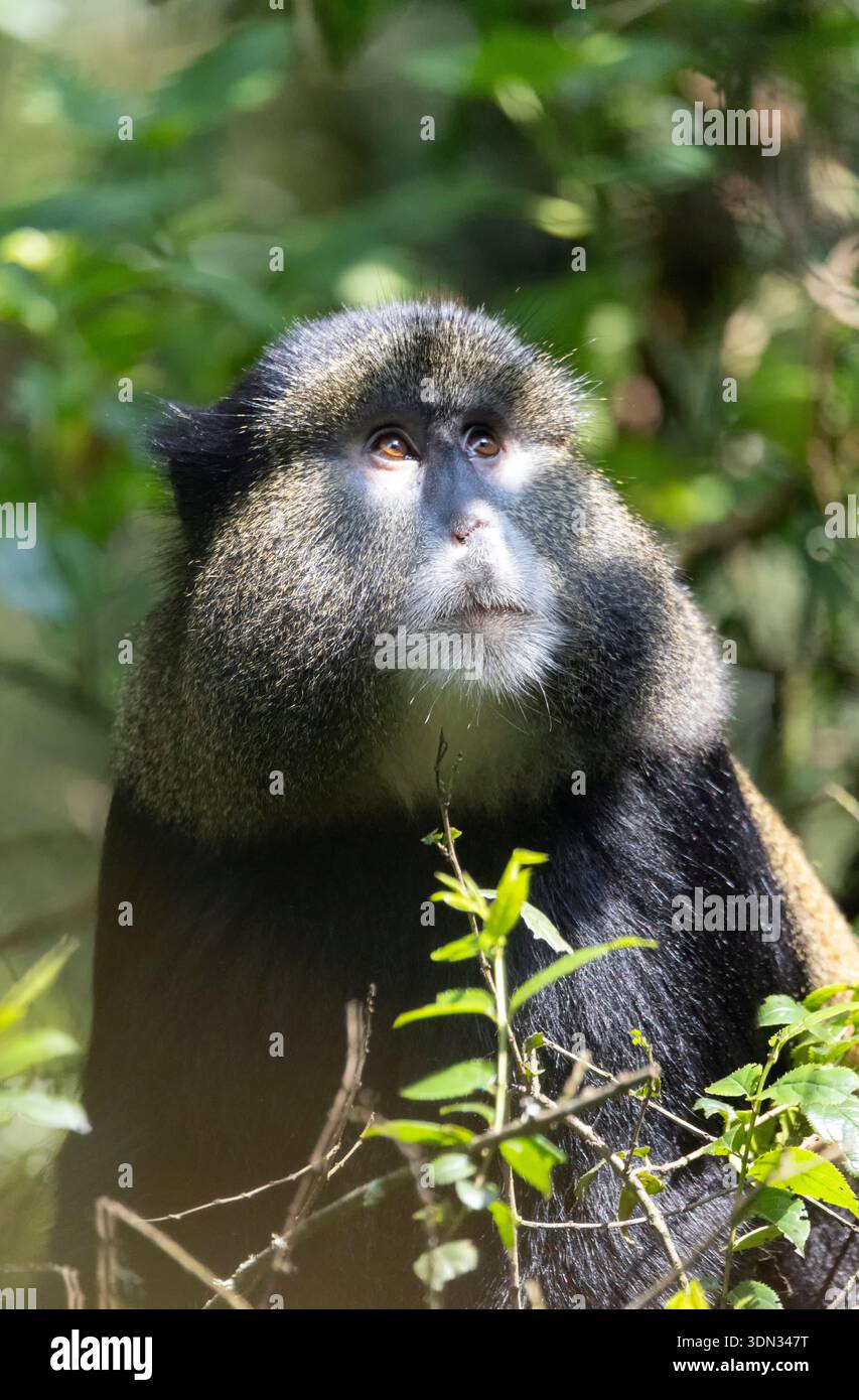 Golden Monkey ist in Mgahinga Forest, Uganda Stockfoto