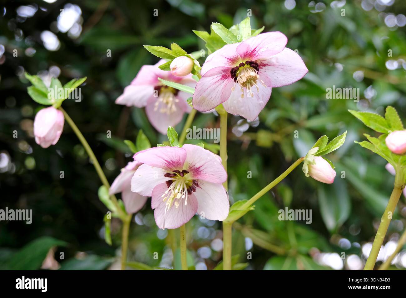 Rosafarbener Helleborus, Helleborus oder fastenrose „Zuckerpflaume“ in Blüte. Stockfoto