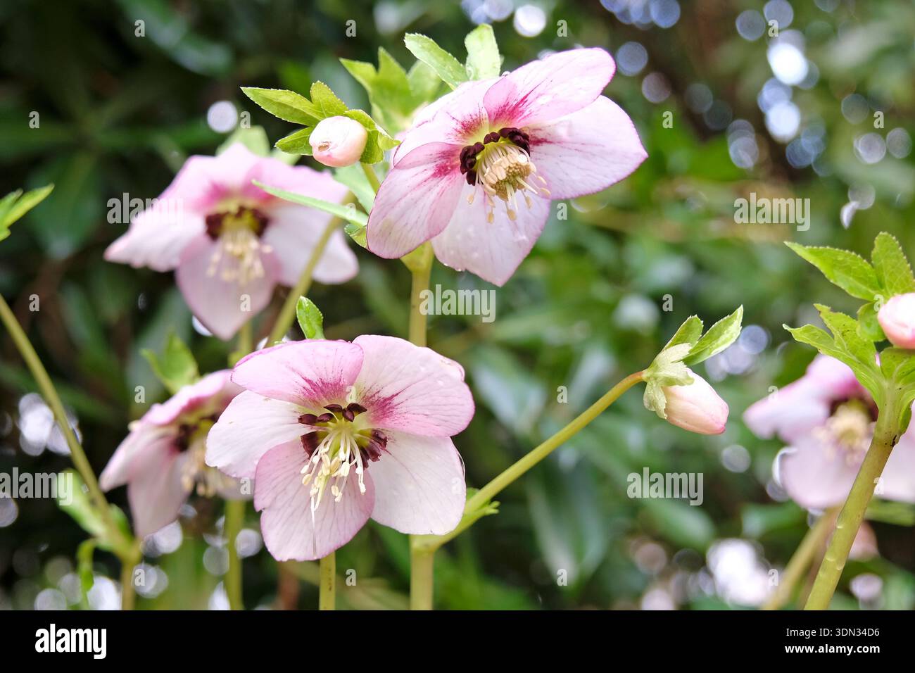 Rosafarbener Helleborus, Helleborus oder fastenrose „Zuckerpflaume“ in Blüte. Stockfoto
