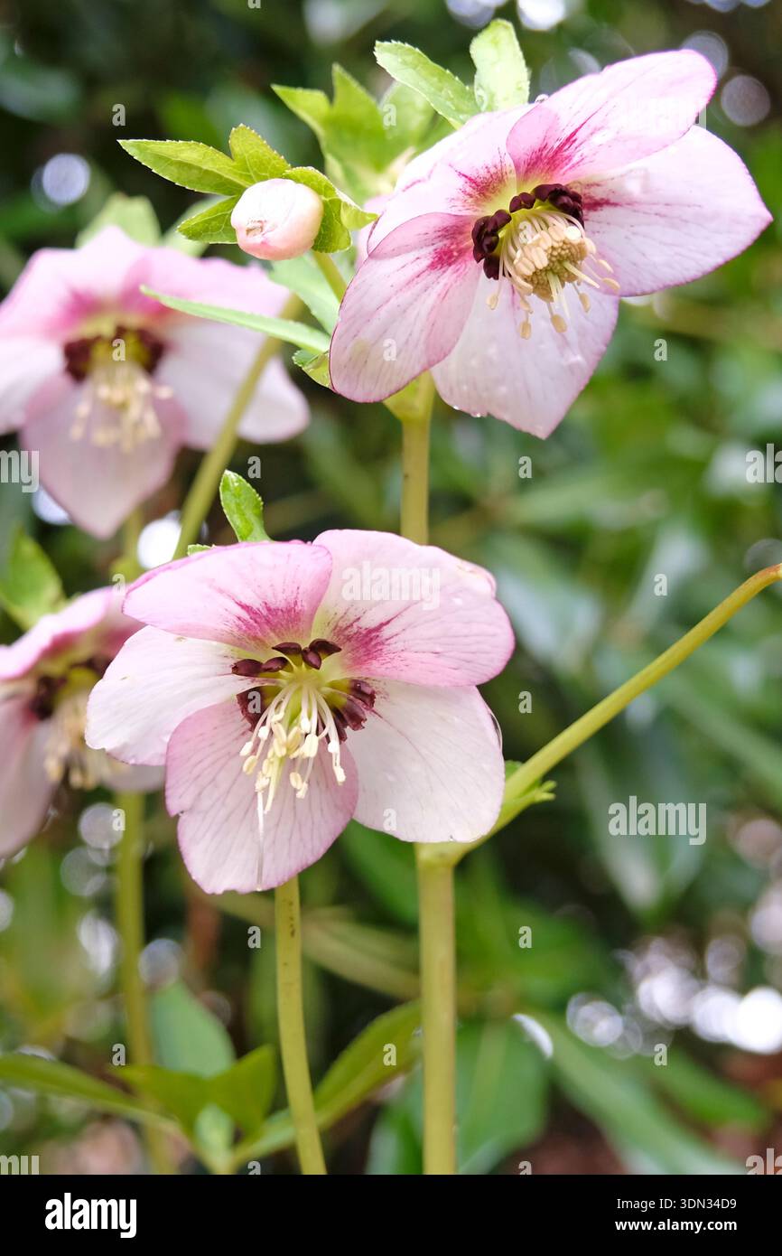 Rosafarbener Helleborus, Helleborus oder fastenrose „Zuckerpflaume“ in Blüte. Stockfoto