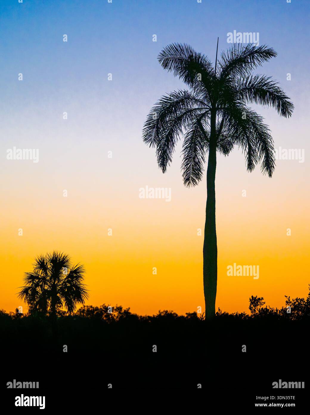 Palmen tropischer Sonnenaufgang mit buntem und lebendigem orange-blauen Himmel dramatische goldene Stunde Silhouette für paradiesischen Inselurlaub und malerische Landschaft Stockfoto
