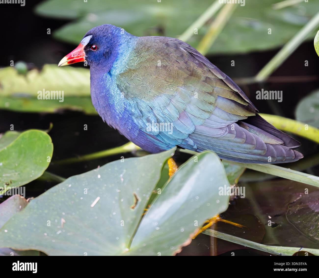 Porphyrio martinica in Zentral-Florida - farbenfroher Sumpfvogel in Lilienpads - Wasservogel mit lebendigem Gefieder und gelben Beinen im Lebensraum Stockfoto