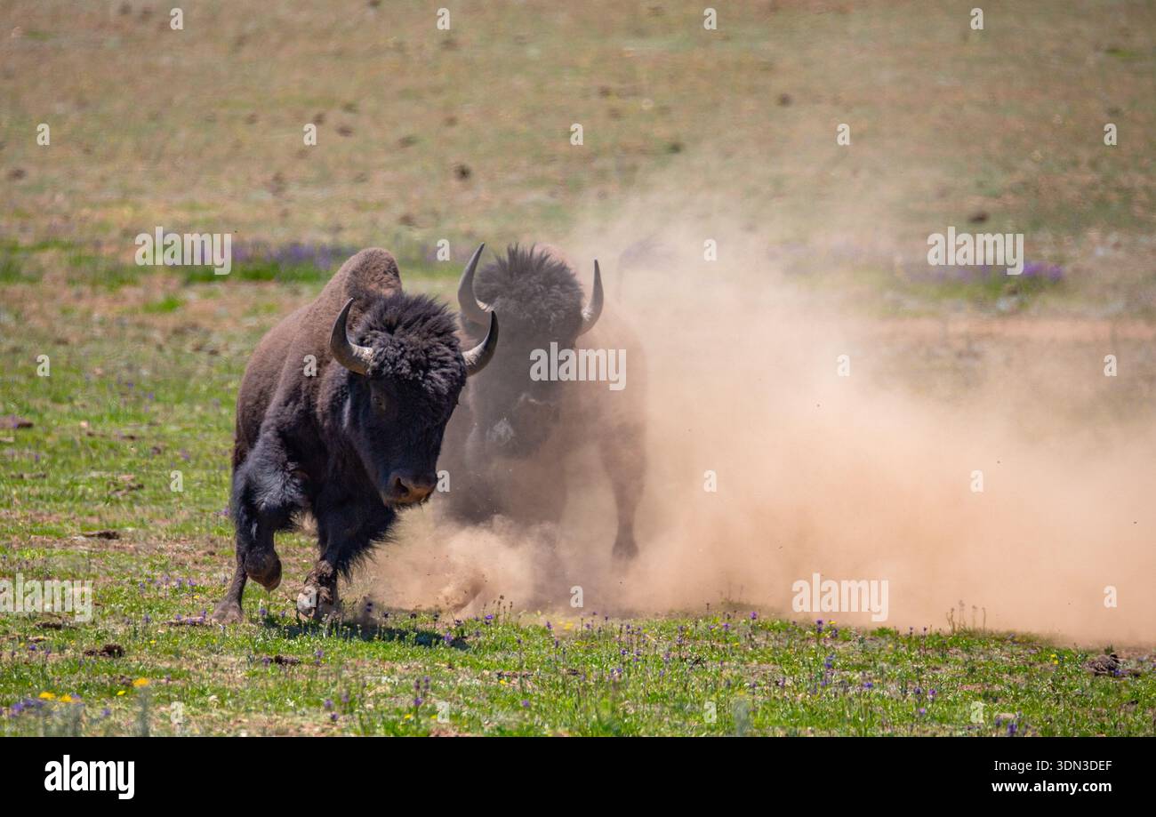 Zwei amerikanische Bisonbullen (Büffel), die beim Sparen im Grand Canyon National Park Staub aufwirbeln. Stockfoto