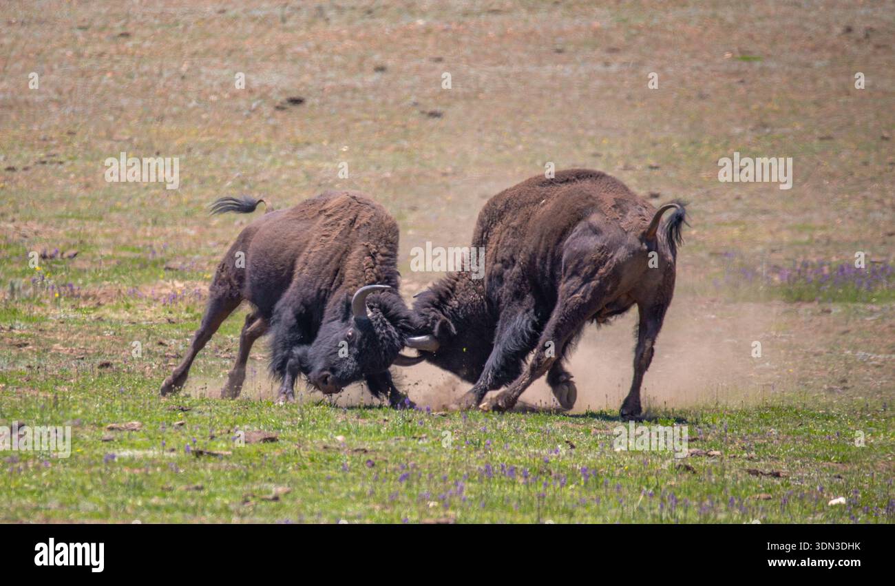 Zwei amerikanische Bisonbullen (Büffel) im Grand Canyon National Park. Stockfoto