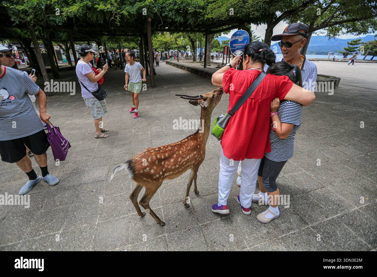 Dateibild: Hiroshima, Japan. Februar 2026. Frei herumlaufende Hirsche interagieren mit chinesischen Kreuzfahrtpassagieren auf der Insel Miyajima. Royal Caribbean hat weitere Änderungen der Reiseroute für sein Schiff angekündigt, das von Shanghai aus verkehrt, wodurch die Annullierung mehrerer japanischer Hafenbesuche bis April 2027 verlängert wird. Der Markt für Kreuzfahrten zwischen China und Japan ist mit einem Abschwung konfrontiert, da Kreuzfahrtbetreiber ihre Flüge nach Japan stornieren und Schiffe nach Ost- oder Südostasien umleiten. Dieser Wandel wird durch verstärkte diplomatische Spannungen angetrieben, die eine erhebliche Störung des asiatischen Tourismus darstellen. Quelle: Kevin Izorce/Alamy Live News Stockfoto