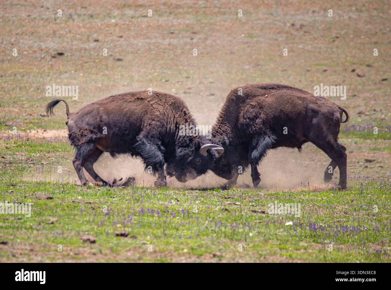 Zwei amerikanische Bisonbullen (Büffel) im Grand Canyon National Park. Stockfoto