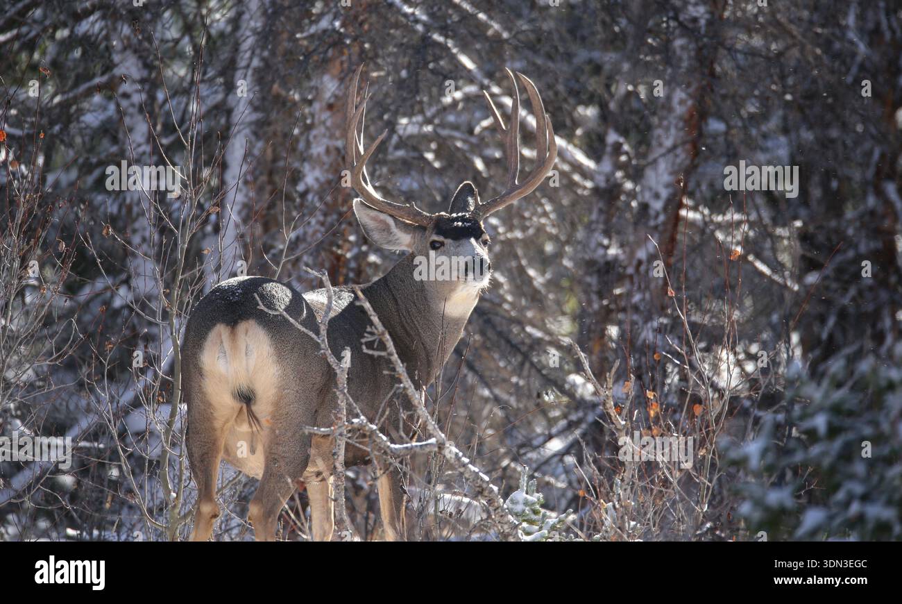 Ein großer Maultierhirsch ist auf einem Herbstfoto nach einem Schneesturm in Colorado abgebildet. Stockfoto