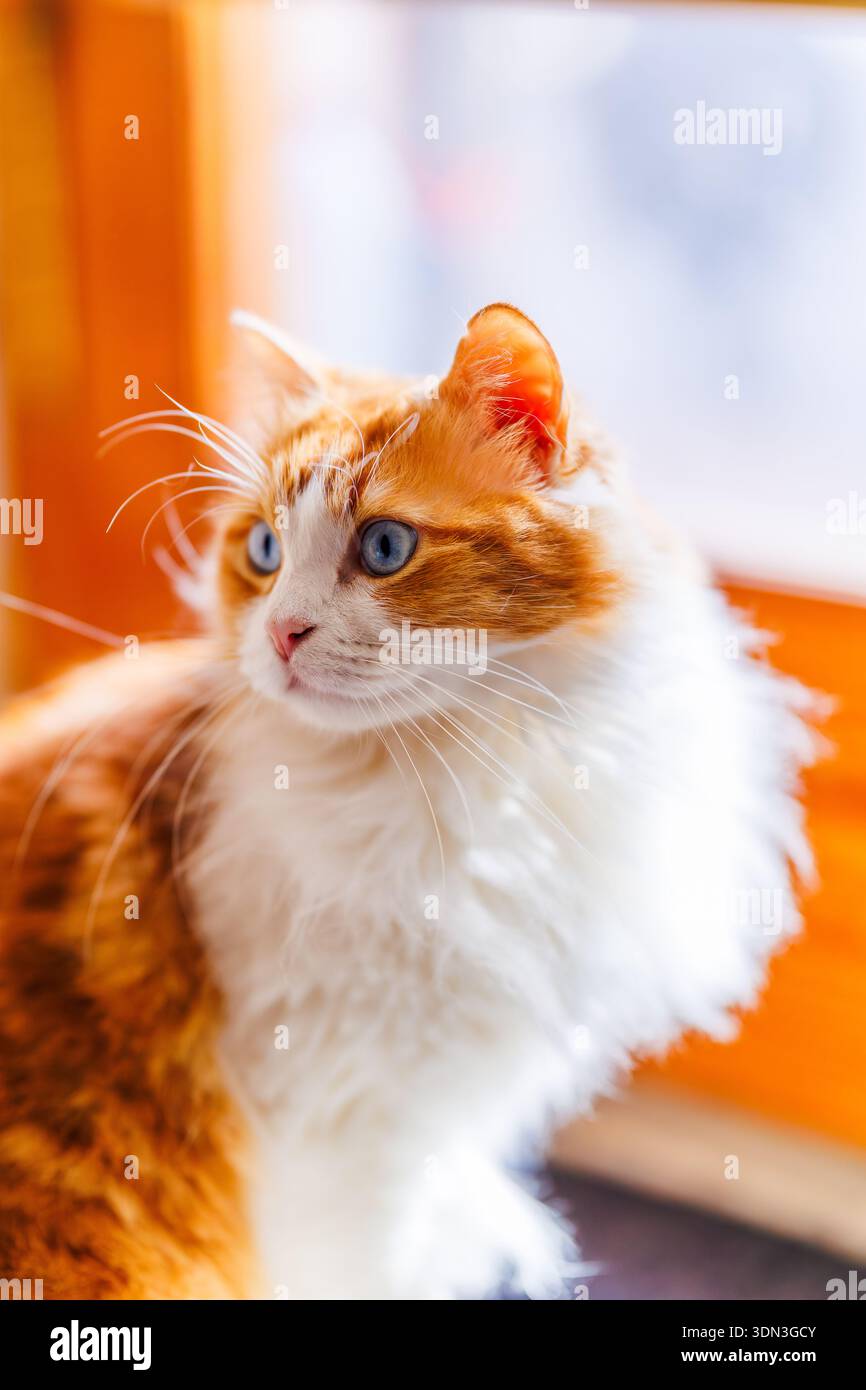 Ein hochkarätiges, helles Porträt von Odín Newman, das sich auf seine ausdrucksstarken blauen Augen und die Textur seines weißen und orangen Fells konzentriert. Stockfoto