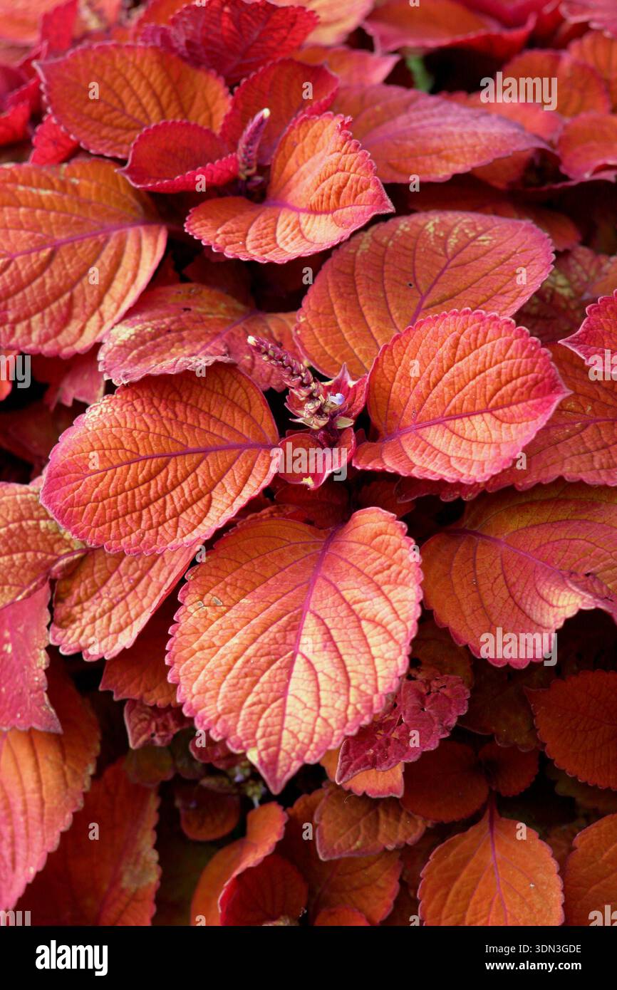Coleus scutellarioides Lagerfeuer, kompakter Sträucher mit leuchtend rotem Laub, der eine Gartengrenze bildet. Auch Solenostemon scutellarioides Lagerfeuer genannt. Stockfoto